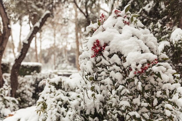 Mountain ash in the snow