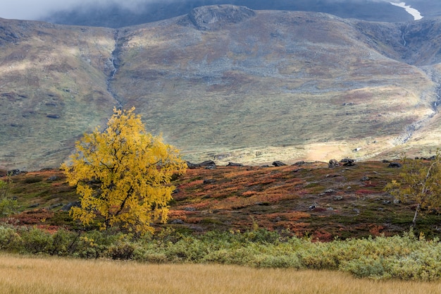 The mountain autumn landscape, Sarek national park