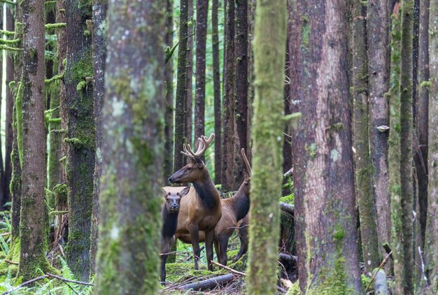 Mountain Bull Elk in autumn forest Colorado USA