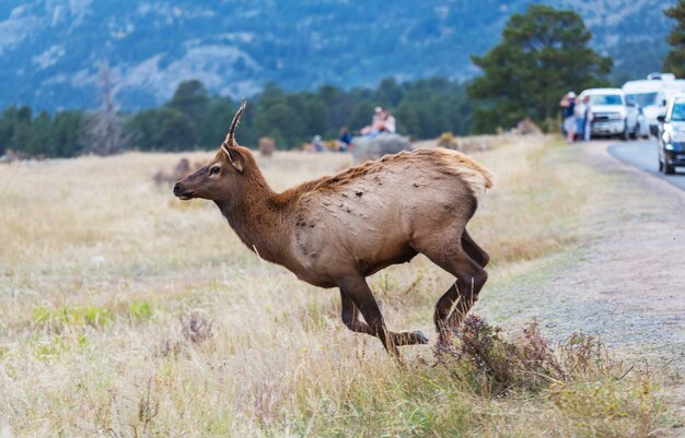 Mountain Bull Elk in autumn forest, Colorado, USA