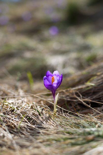 Mountain flowers crocuses bloomed in spring nature