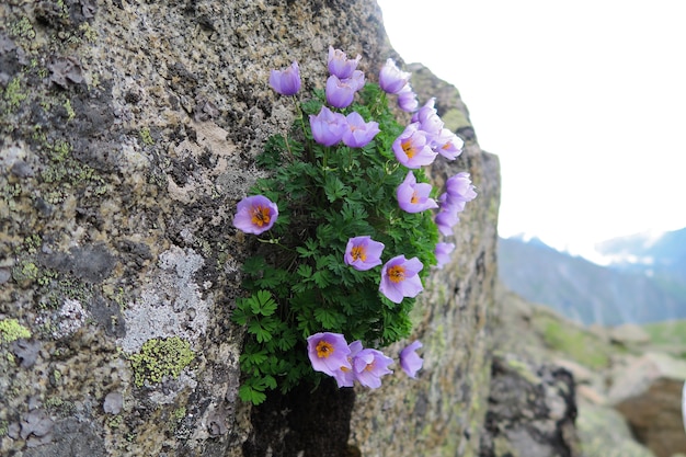 Mountain flowers growing on the rock