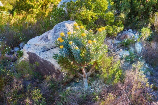 Mountain flowers Mountain flowers Table Mountain National Park