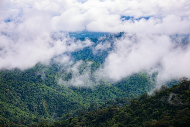 Mountain fog scenic at thongphaphum