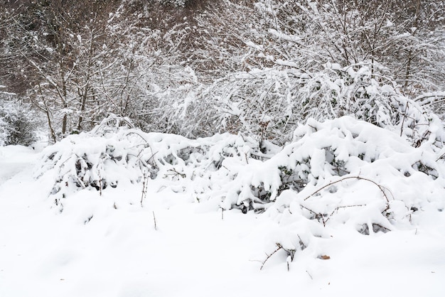 Mountain forest covered with deep snow