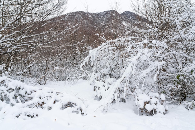 Mountain forest covered with deep snow