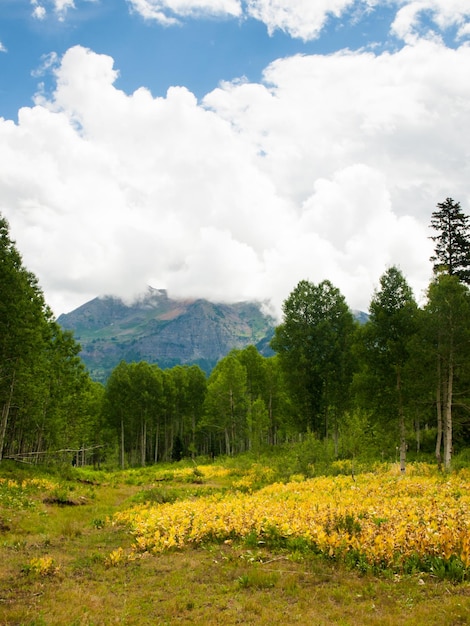 Mountain forest in Kebler Pass, Colorado.