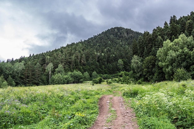 Mountain forest and meadow