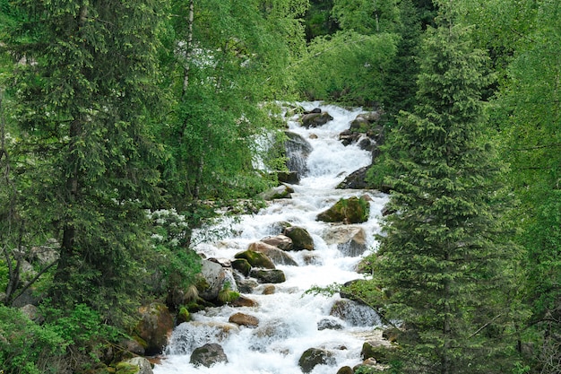 Mountain forest river with stones and green plants