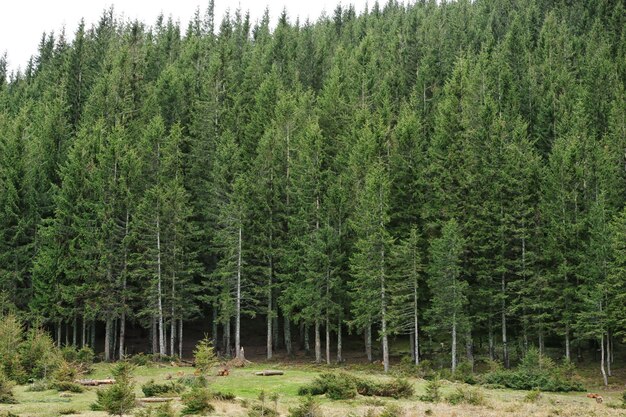 Mountain forest in spring