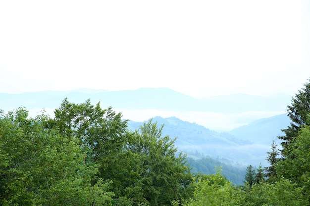 Mountain forest in summer