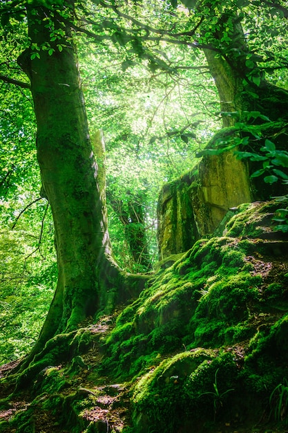 Mountain forest and trees with moss in magic light. 