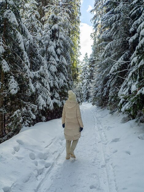 Mountain forest in winter