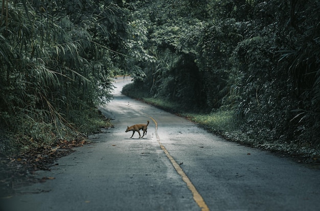 Mountain forests roads with dense pine forests in the mountains