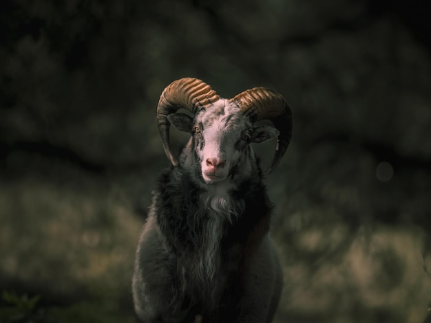 A mountain goat looking at the camera in a snowy forest