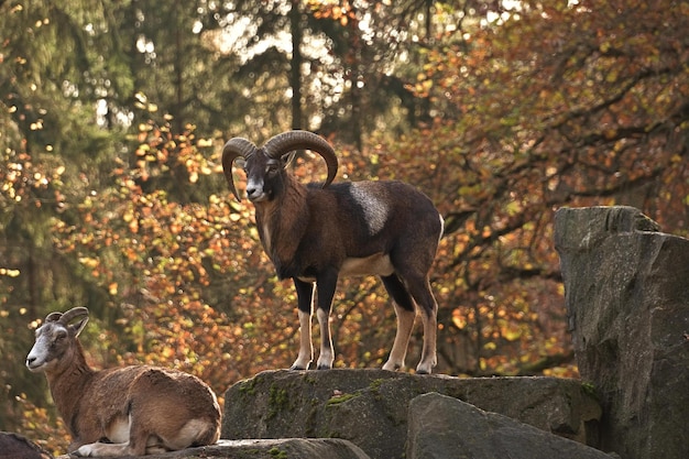 mountain goat on a rock in the mountains