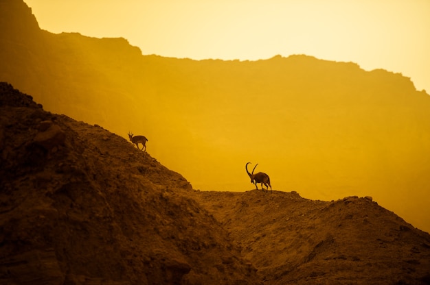 Photo a mountain goat on the slopes of a mountain in the israeli desert.