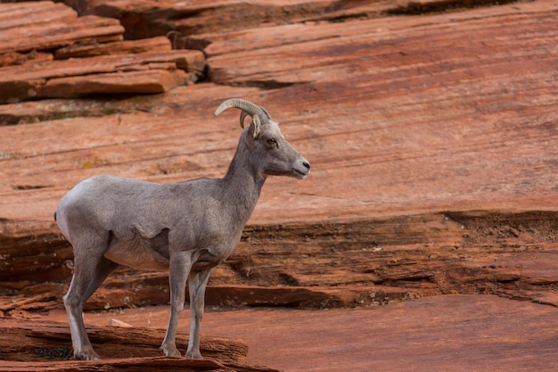 Mountain goat