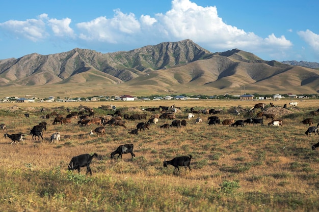 Mountain goats in the pasture