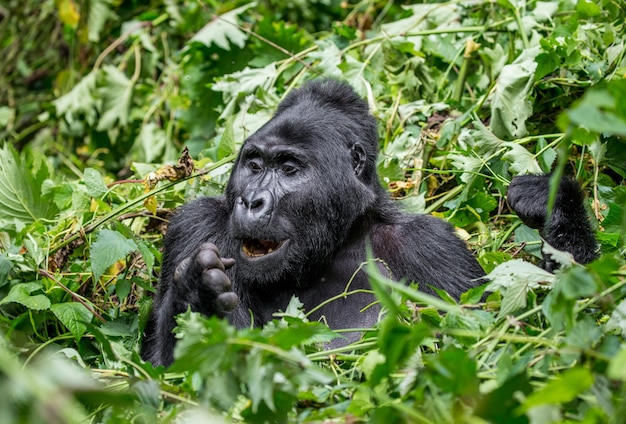 Mountain gorilla is eating plants. Uganda. Bwindi Impenetrable Forest National Park.