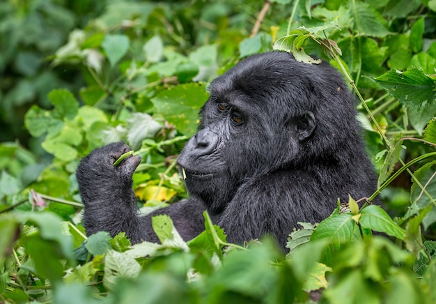 Mountain gorilla is eating plants. Uganda. Bwindi Impenetrable Forest National Park.