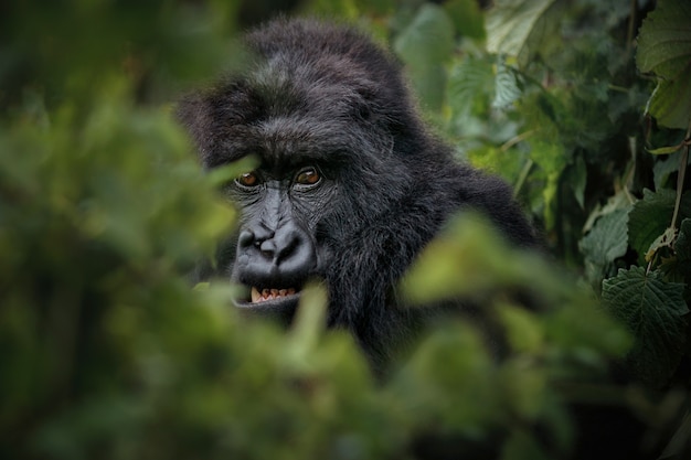 Mountain gorillas Gorilla beringei beringei