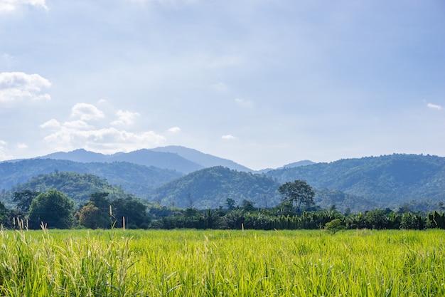 Mountain and green field in countryside