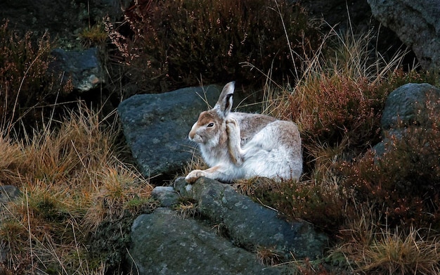 Mountain hare in winter coat cleaning and preening