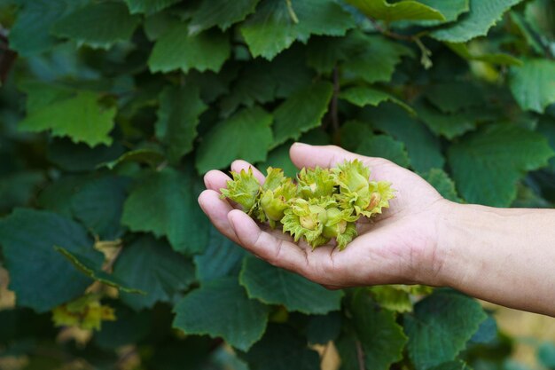 Mountain Hazelnuts in August in Northeast China