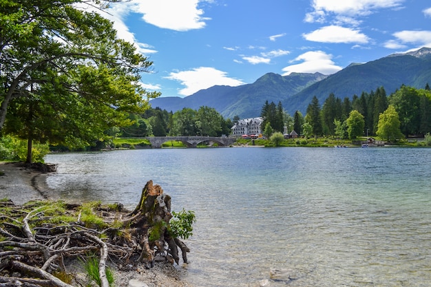 Mountain lake and shore with stump and interesting winding roots.