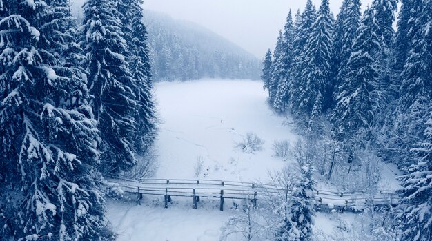 Mountain lake Synevyr is covered with snow, a wooden bridge and large snow-covered pines.