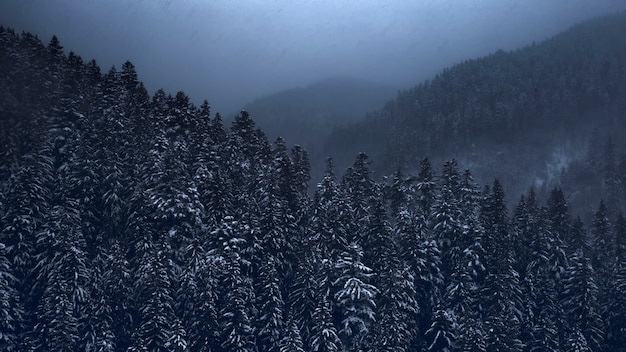 Mountain landscape, blizzard over coniferous forest. Drone view.