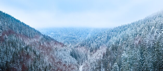 Mountain landscape, blizzard over coniferous forest. Drone view.