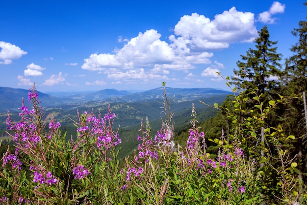 Mountain landscape in the Carpathians