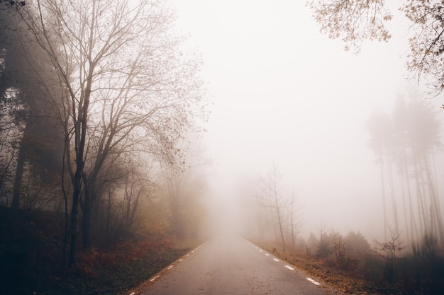 Mountain landscape of a foggy road surrounded by autumn trees in a cloudy day