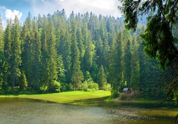 Mountain landscape in the forest near the lake. Summer season