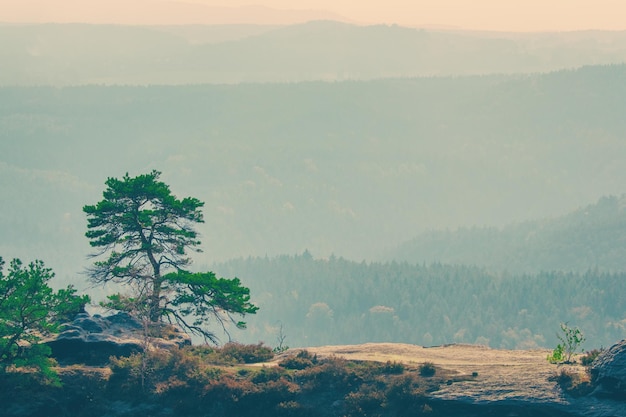 Mountain landscape and trees in the foreground Toned