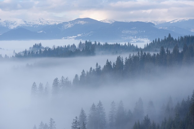 Mountain landscape in winter. Fir forest and fog. Cloudy day. Carpathian Ukraine, Europe