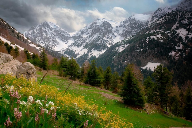 Mountain landscape with blooming meadow and snowcapped peaks spring