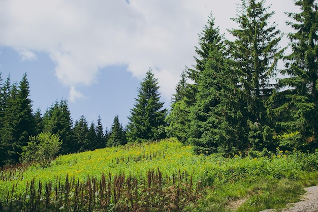 Mountain landscape with clouds wildlife