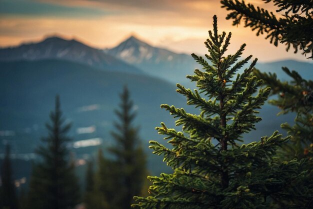 Photo mountain landscape with coniferous forest and high peaks in the clouds