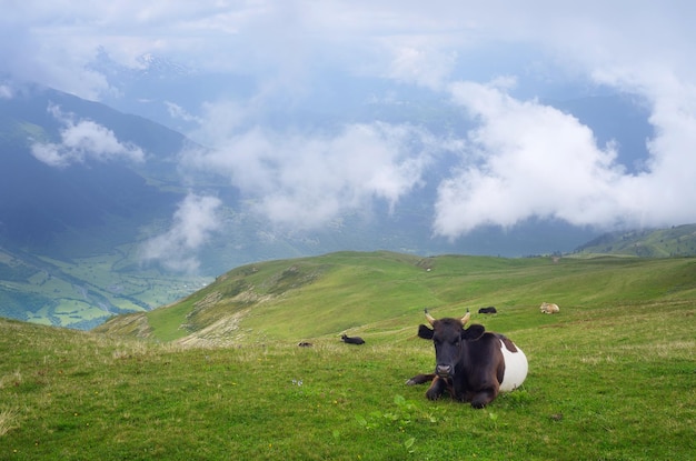 Mountain landscape with a cow in a pasture. Clouds over the meadow. Svaneti Mountains, Caucasus, Georgia