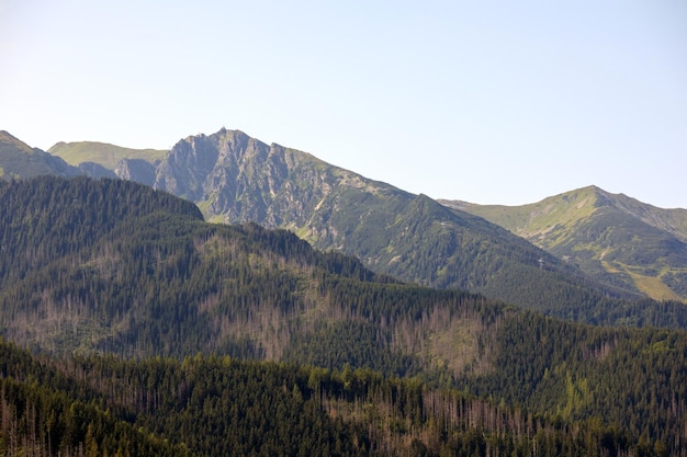 mountain landscape with mountains and trees in the morning