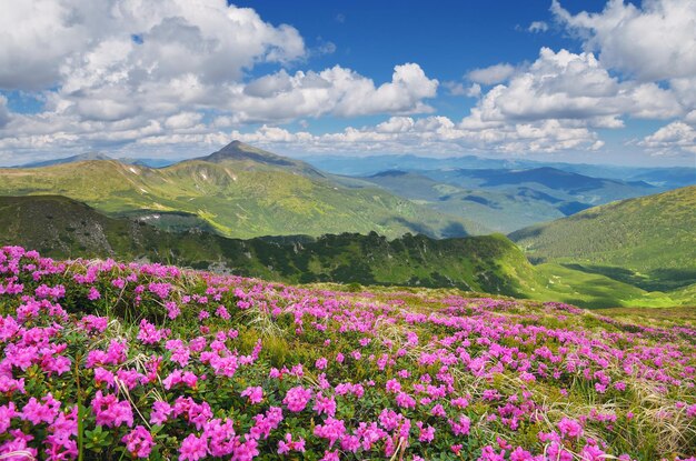 Photo mountain landscape with summer flowers. meadow with blooming rhododendron bushes. carpathian mountains, ukraine, europe