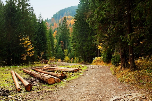 Mountain landscape with tree forest