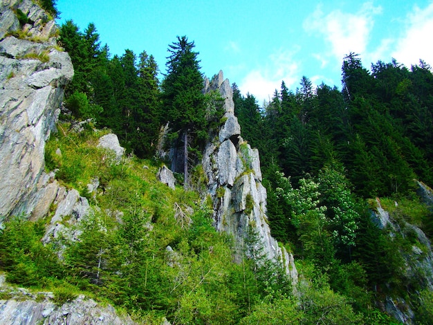 A mountain landscape with trees and rocks in the foreground