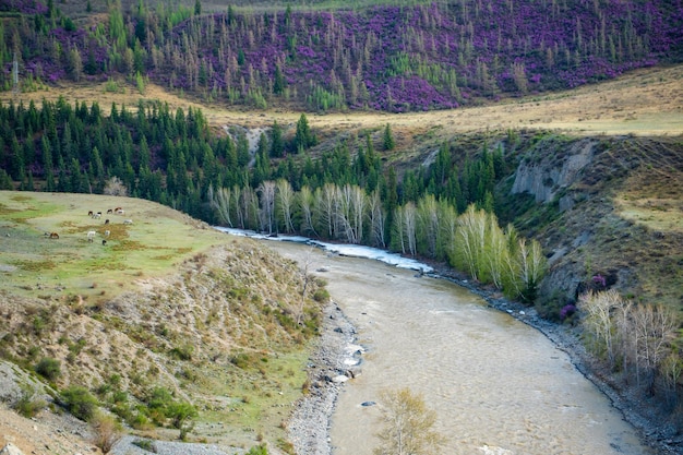 Mountain landscapes with Chui river and spring blooming of pink flowers of Maralnik in the mountains Altai Russia