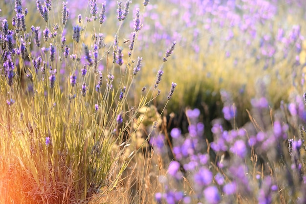 Mountain lavender flowers in sunset flare on Hvar island in Croatia