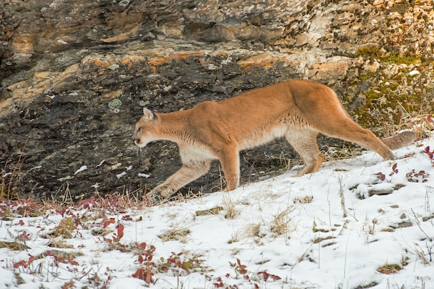 Mountain Lion walking in front of a Cliff Wall in Snow in Winter