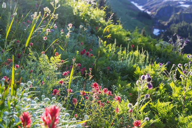 Mountain meadow in sunny day. Natural summer landscape. Mountains in Alaska.